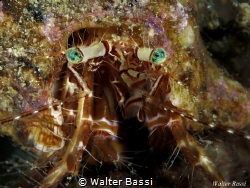 Crystal eyes
 by Walter Bassi 